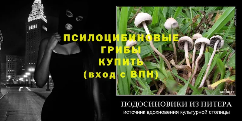 МЕГА маркетплейс  Камбарка  Псилоцибиновые грибы Psilocybine cubensis 